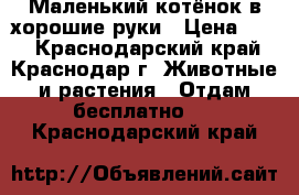 Маленький котёнок в хорошие руки › Цена ­ 10 - Краснодарский край, Краснодар г. Животные и растения » Отдам бесплатно   . Краснодарский край